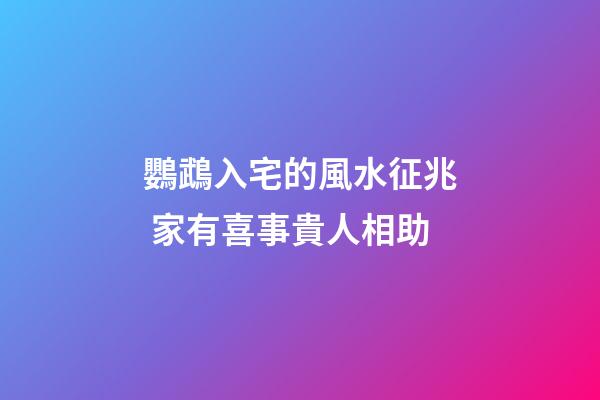 鸚鵡入宅的風水征兆 家有喜事貴人相助